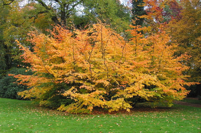 Một cây kim lũ mai Ba Tư (Parrotia persica) vàng cam nổi bật trên thảm cỏ xanh ở Westonbirt Arboretum - Ảnh: wp